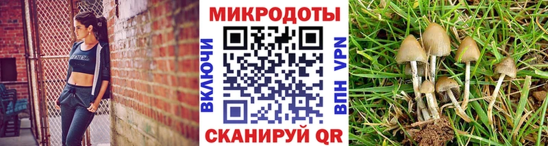 Галлюциногенные грибы Psilocybine cubensis  Зерноград 